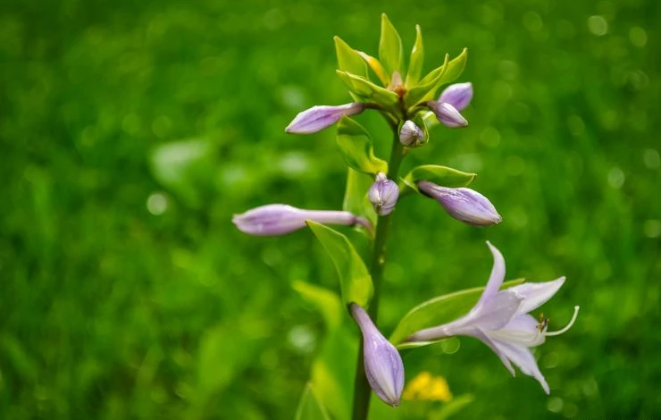 хоста цветение