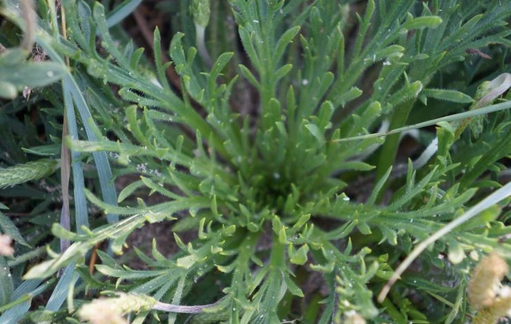 салат оленьи рожки