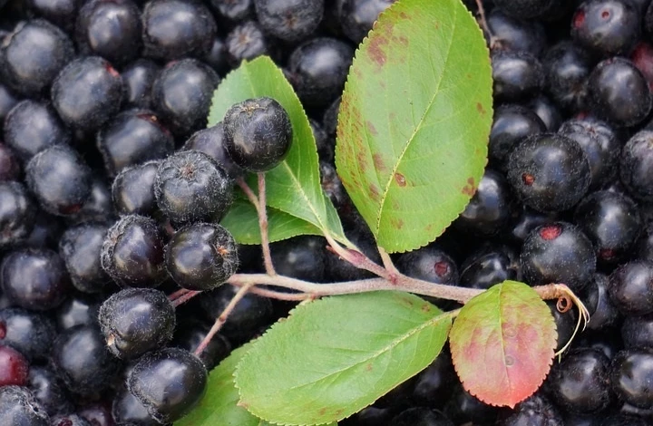 лечебные свойства черноплодной рябины аронии