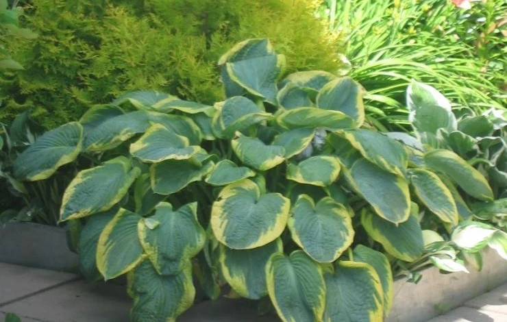 хоста условия выращивания