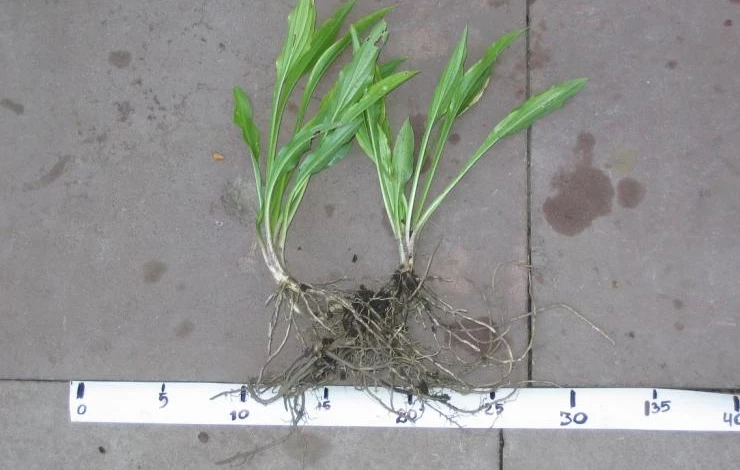 как выбрать саженцы хосты