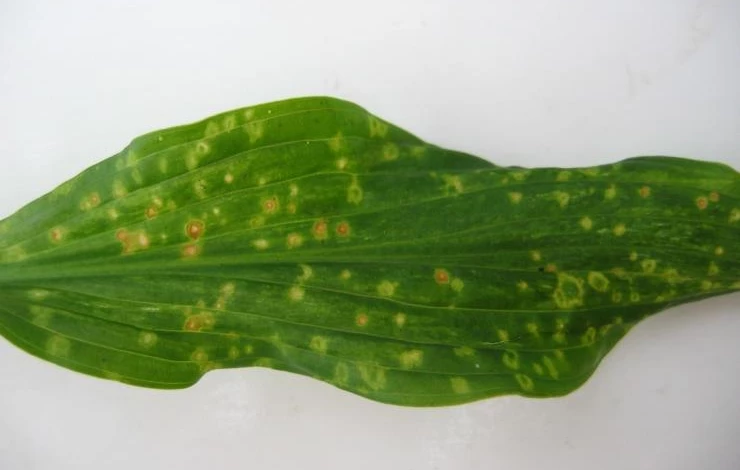 болезни хосты