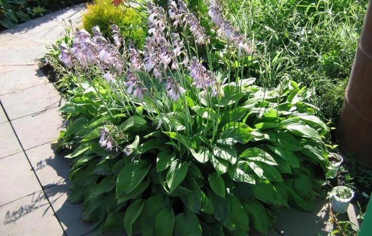 хоста дизайн