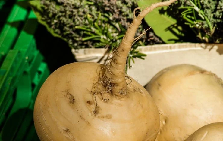 зачем выращивать репу