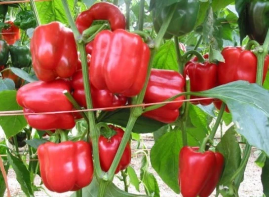 ранние сорта перца для открытого грунта