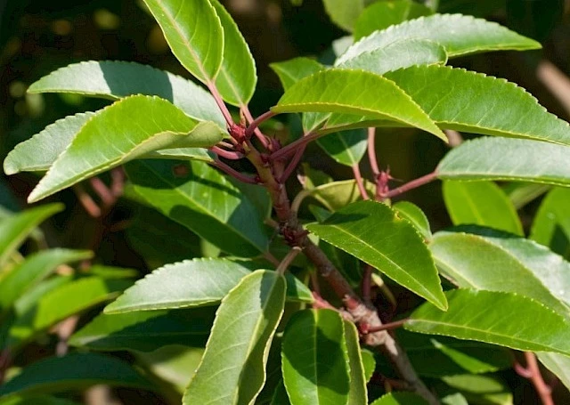 лавровишня вид лузитанская