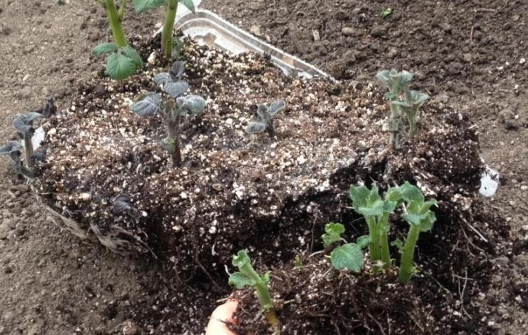 как прорастить клубни картофеля на рассаду