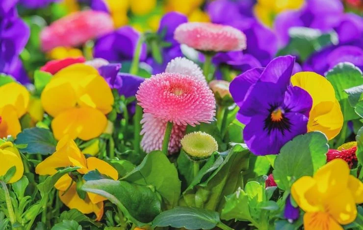 маргаритки посадка и уход