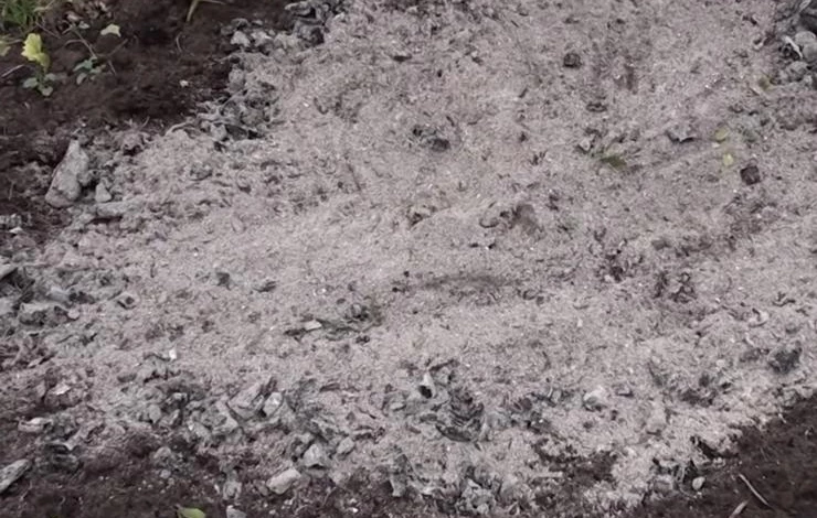 Золу от костра распределяют по грядке