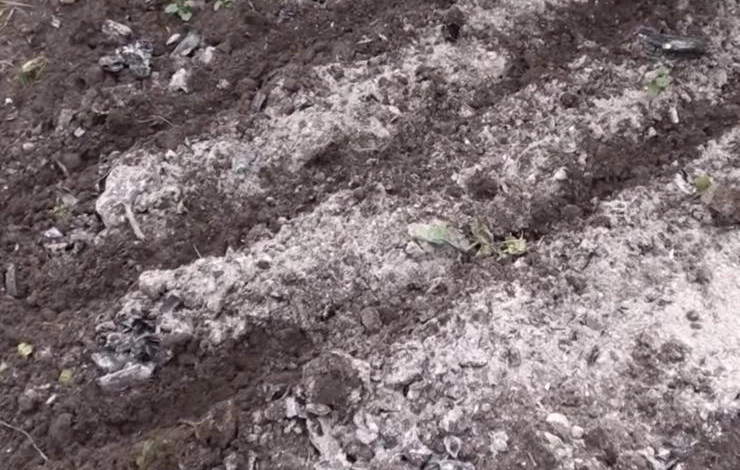 На грядках создают бороздки для посадки астр