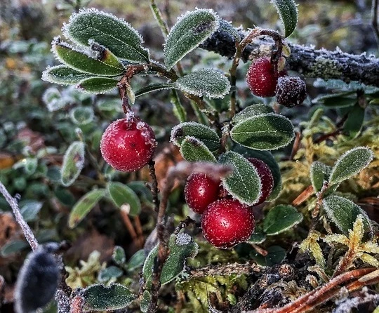 полезные свойства листьев и ягод брусники