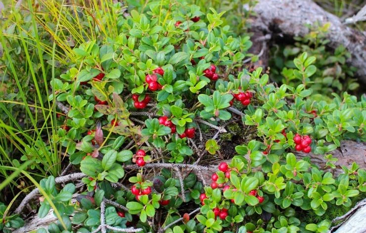 брусника противопоказания