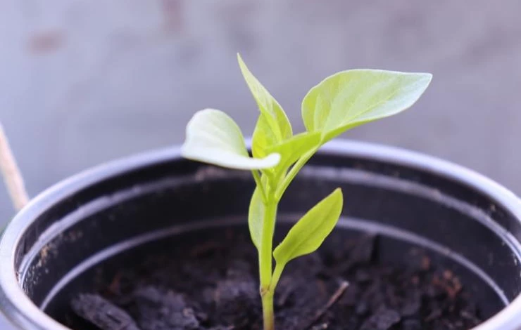 посев перца на рассаду