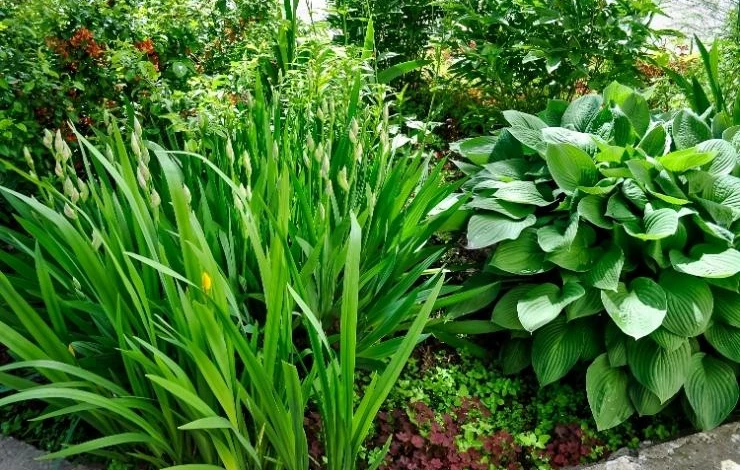 хоста с ирисами