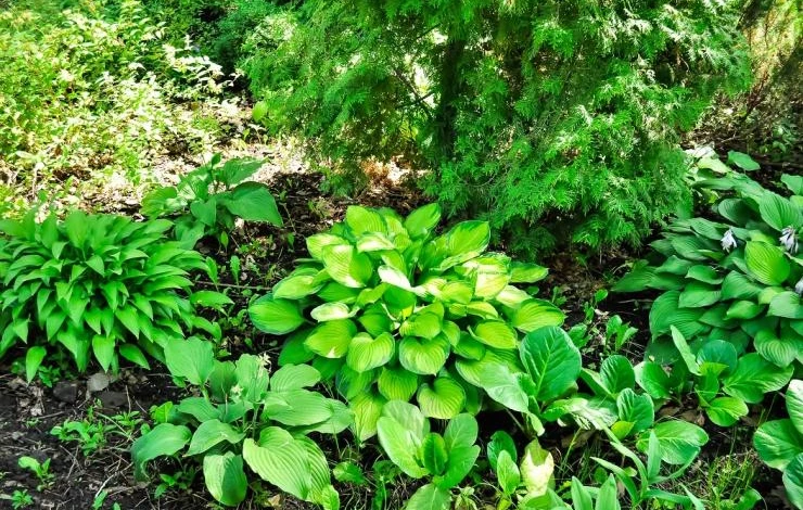 хоста с многолетними растениями