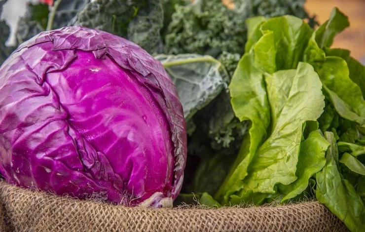 краснокочанная капуста польза и вред