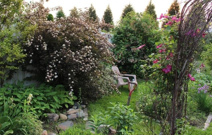 пузыреплодник калинолистный ландшафтный дизайн