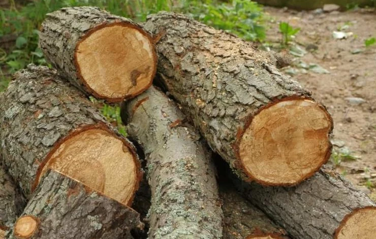 элитная древесина для деревянных дверей