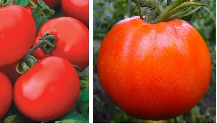 низкорослые томаты для теплицы