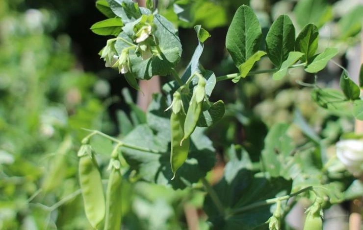 когда сеять горох