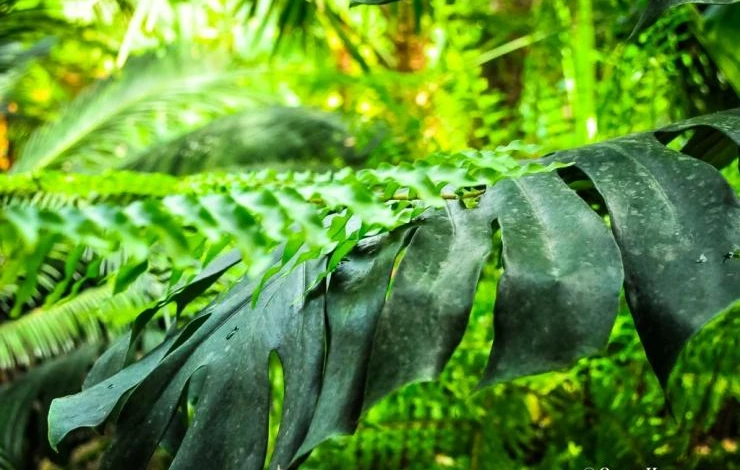 монстера условия выращивания