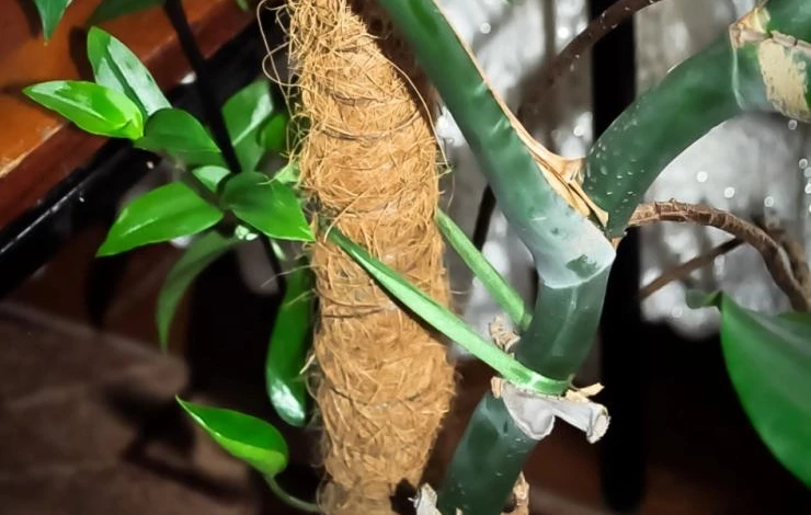 монстера выращивание и уход