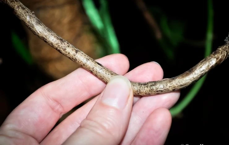 как размножить монстеру