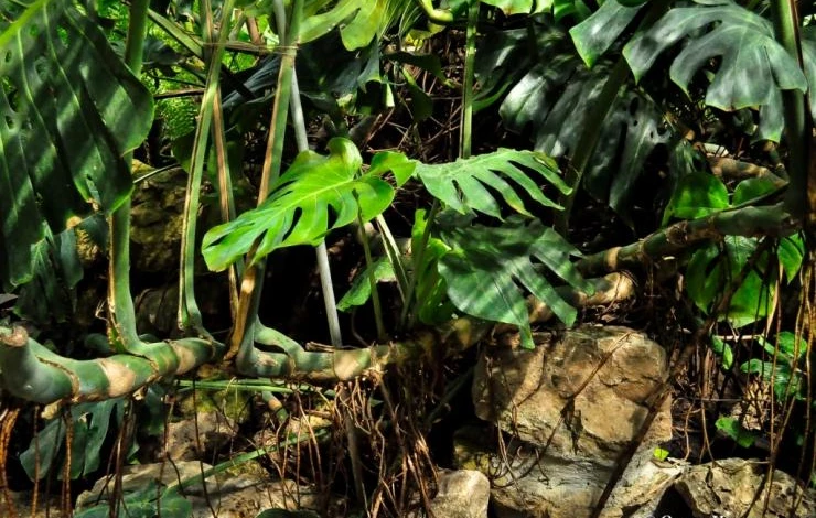 что делать с корнями монстеры