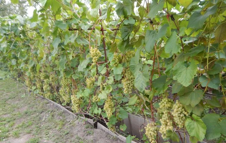 какие сорта винограда для сибири выбрать