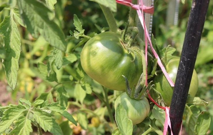 томаты в открытом грунте уход