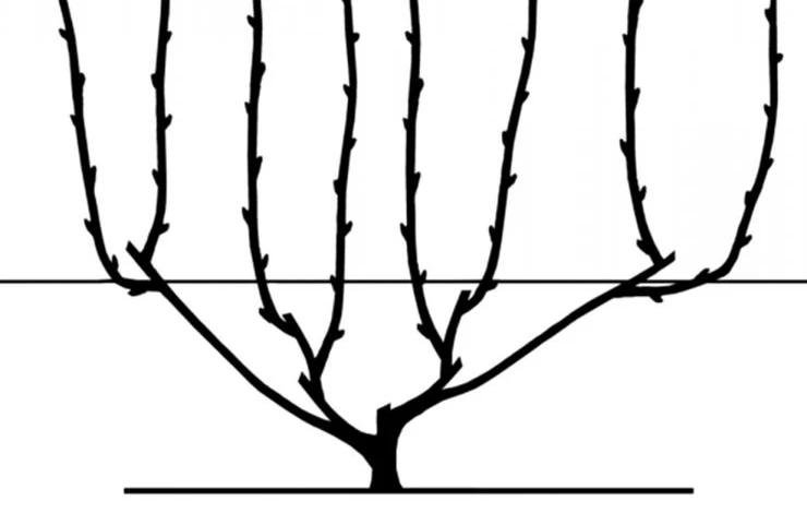 веерная бесштамбовая четырежрукавная формировка