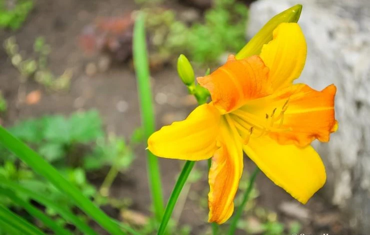 лилейник Frans Hals