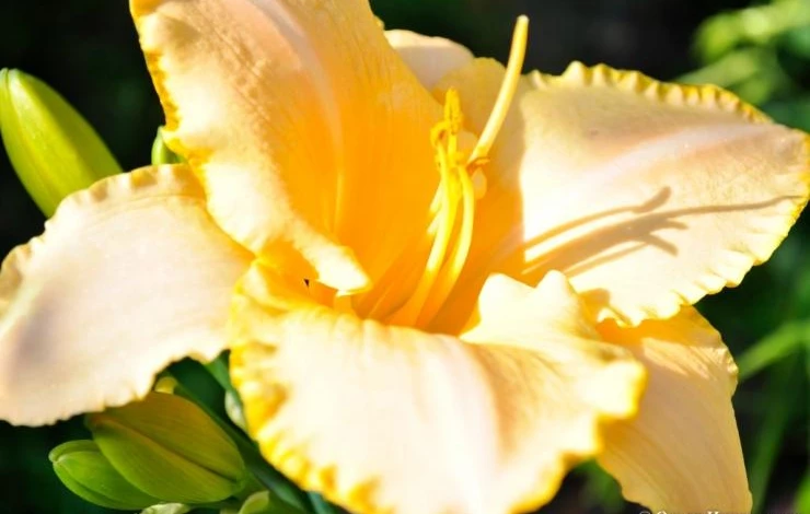 Blizzard bay лилейник