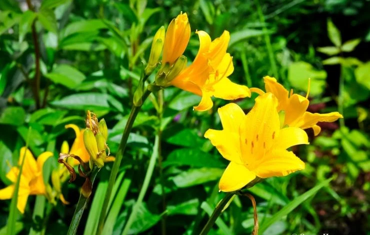 Stella de Oro лилейник