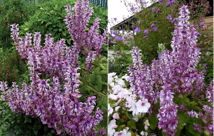 шалфей мускатный применение