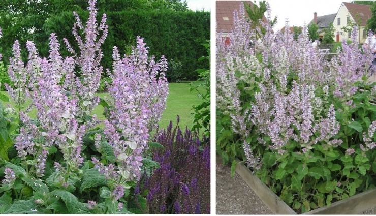 шалфей мускатный выращиваем на даче