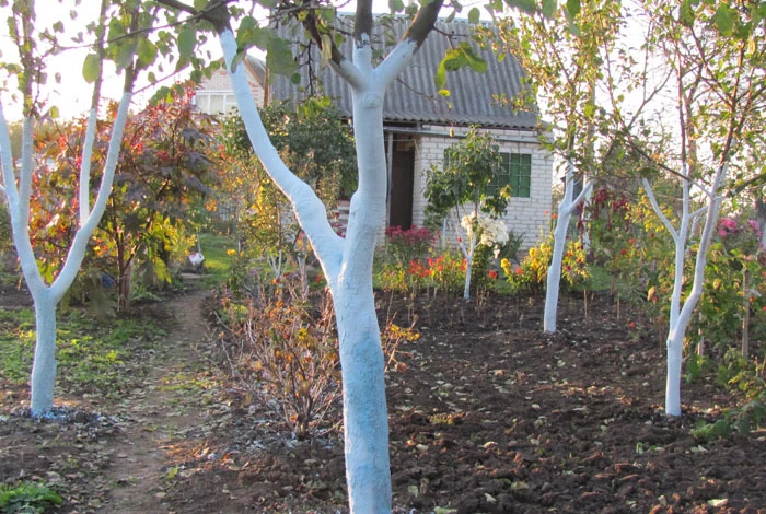 ошибки уход за плодовыми осенью