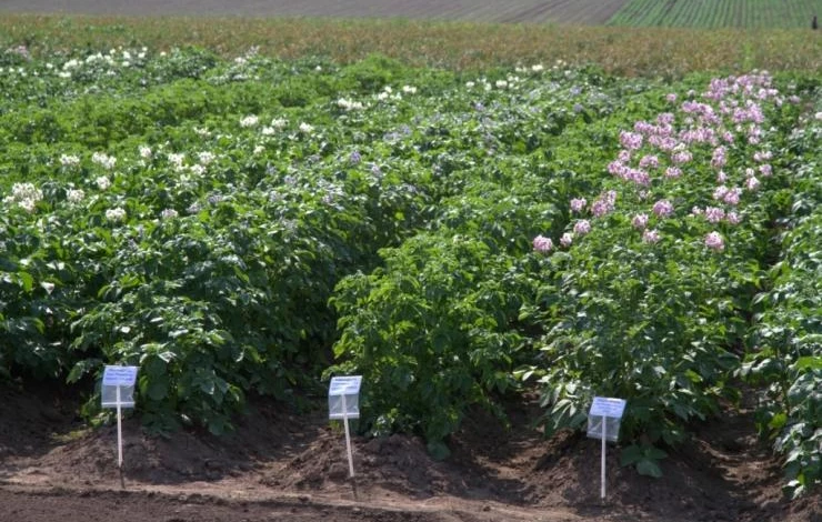 как улучшить вкус и урожай картофеля