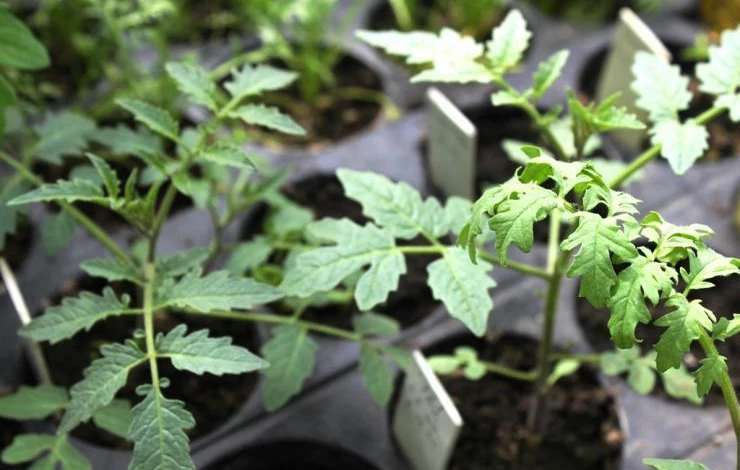 как укрыть рассаду от заморозков