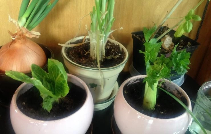 выращивание зелени на подоконнике зимой