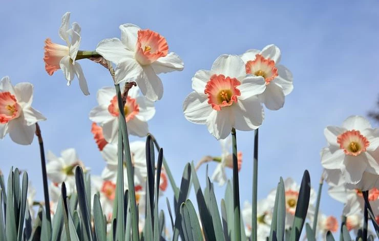 нарциссы посадка