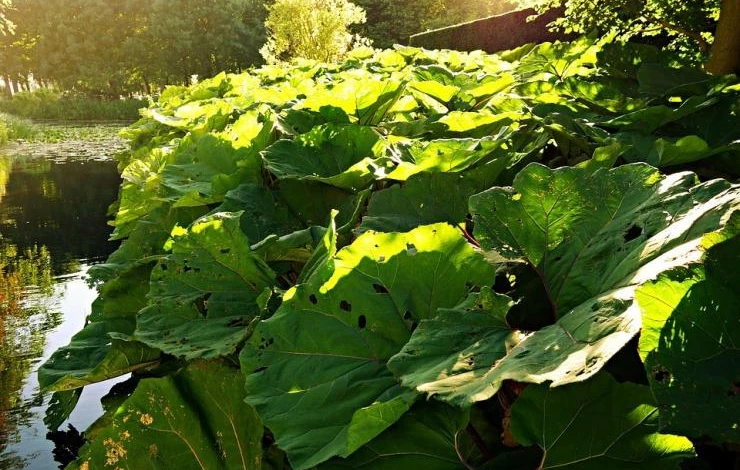 белокопытник выращивание