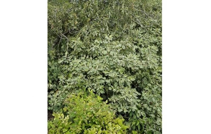 ива с чем посадить