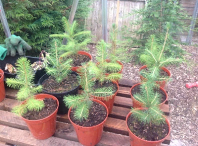 посев семян ели