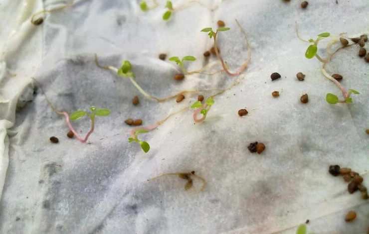 выращивание клубники из семян