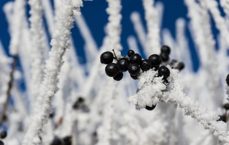 как подготовить деревья к аномальной зиме