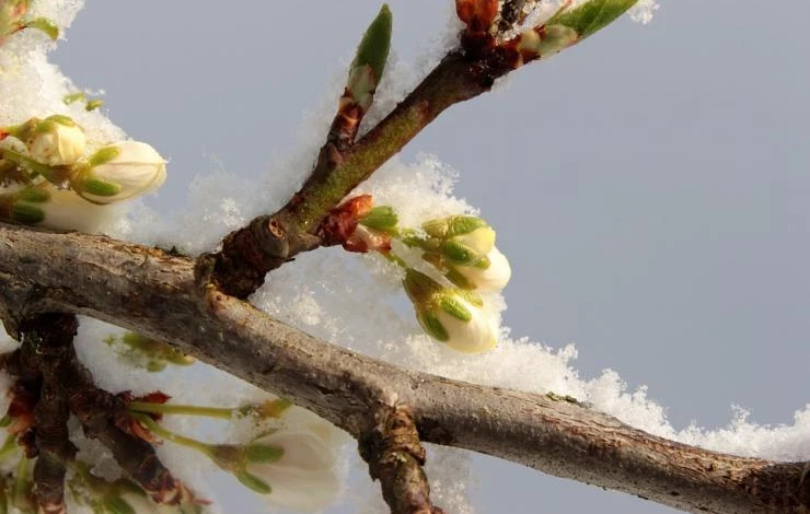 зима теплая что делать с деревьями в саду