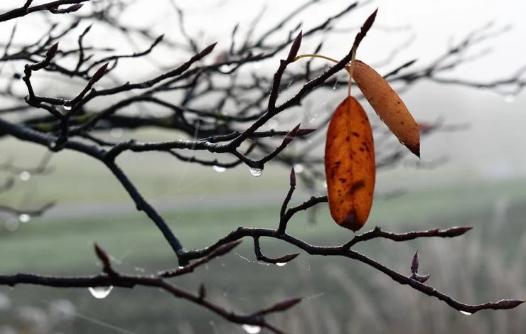 зима холодная и ранняя что делать