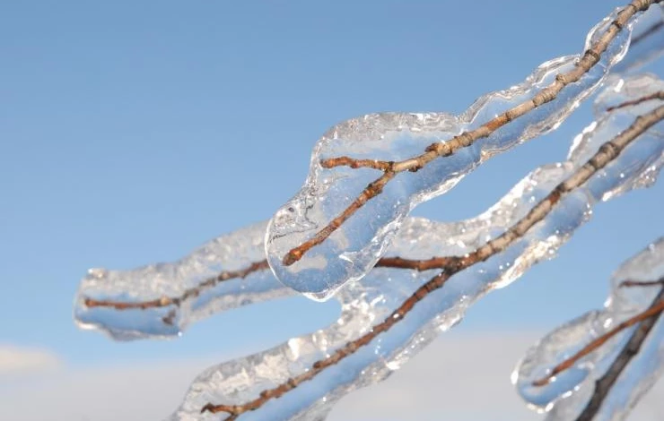 резкие перепады зимой что делать в саду