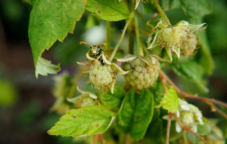 малина летом что делать